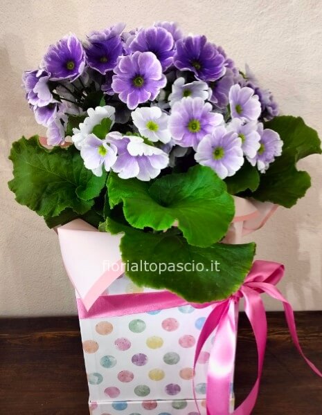 Pianta primula obconica con scatola