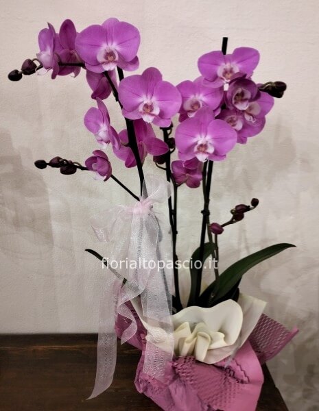 Pianta phalaenopsis rosa due rami confezionata