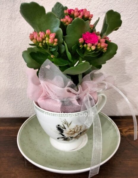 Pianta con tazzina